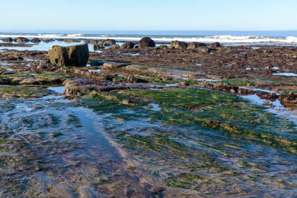 istock large rock formations at bowling ball beach california 1317368130