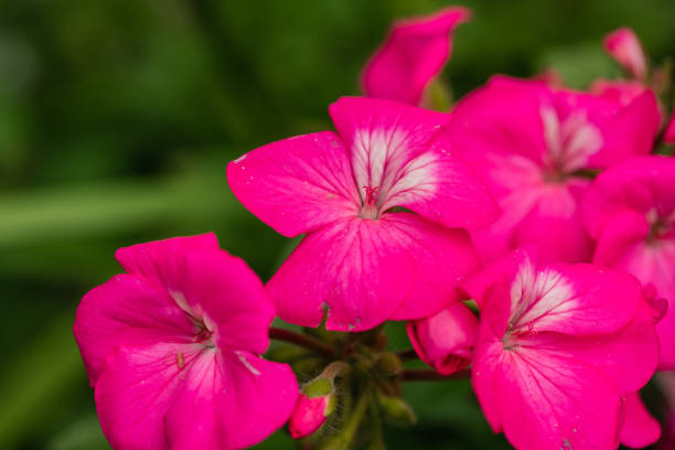 istock Pink pansy flower at the garden 1317369601