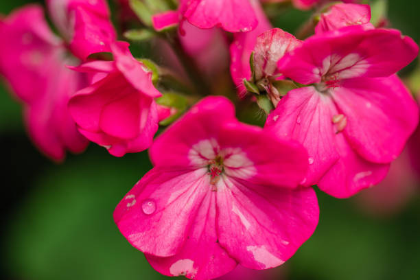 Pink pansy flower at the garden