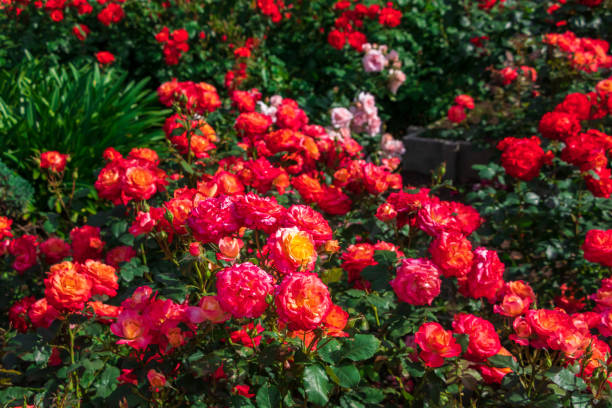istock Bright red rose flowers in full bloom 1317372161
