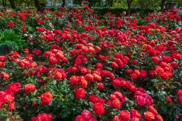Bright red rose flowers in full bloom