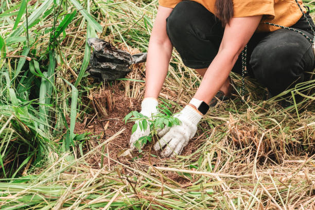 istock Planting trees in the forest. 1317372389