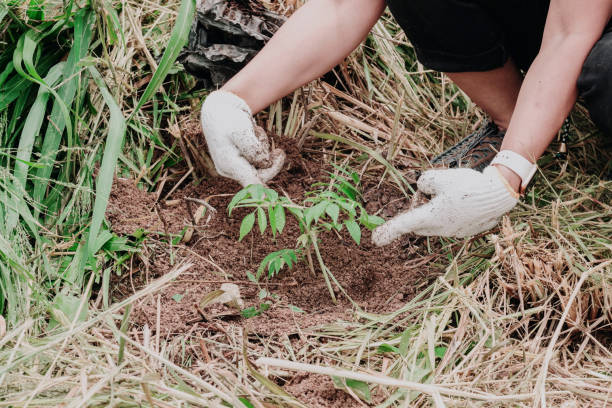 istock Planting trees in the forest. 1317372422