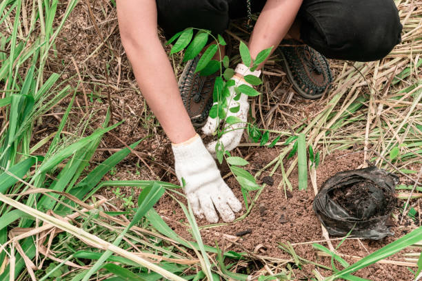 istock Planting trees in the forest. 1317372453