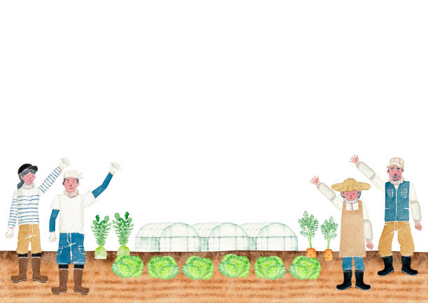 Agriculture Farmer Vegetables Agriculture Farmer Vegetables mature woman healthy eating stock illustrations