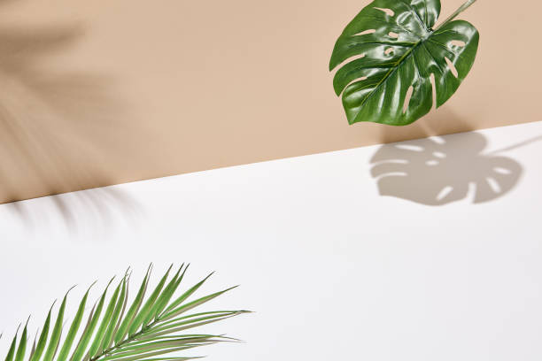 istock Side view green tropical palm leaf. Still life with sunlight and harsh shadow. White empty table and beige wall. Minimal summer concept with monstera palm leaf and shadow. Beige wall background. 1317373886