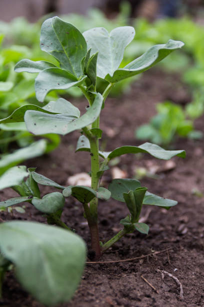 istock a small bean plant in the autumn garden 1317373994
