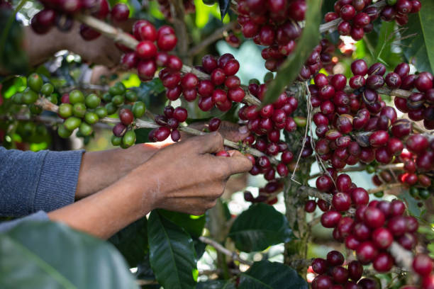 istock I work in coffee cultivation in Honduras 1317374004