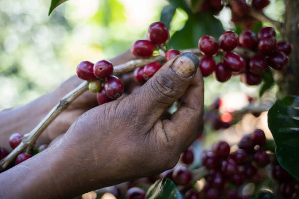istock I work in coffee cultivation in Honduras 1317374015