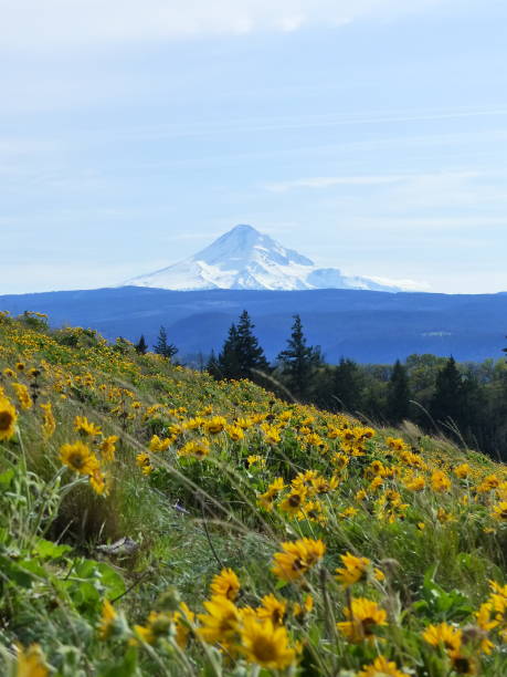 istock Mt Hood view wtith wildflowers 1317375779