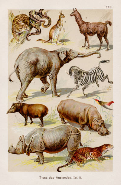 エキゾチック動物クロモリソグラフィー 1899 - red tailed boa点のイラスト素材／クリップアート素材／マンガ素材／アイコン素材
