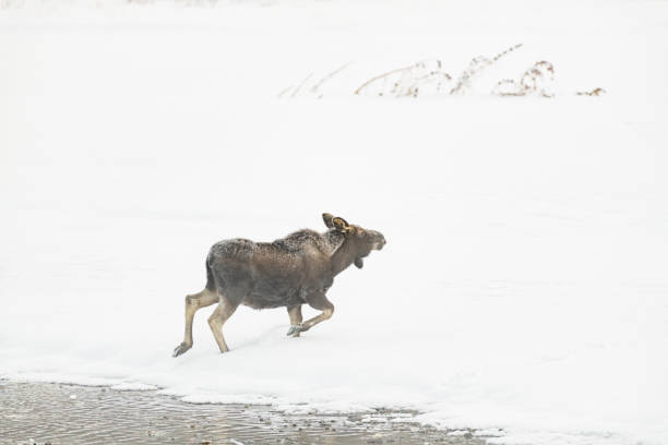 istock Moose walking through deep snow at round prairie, Lamar Valley, Yellowstone 1317376851