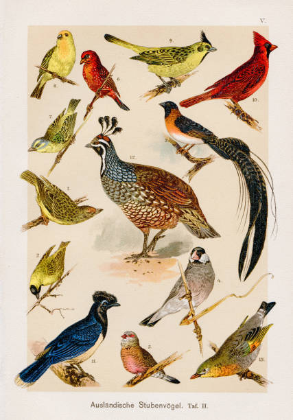 Foreign Cage Birds Chromolithography 1899 F. Martin's Natural History. Large edition. Revised by M. Kohler, 1899 quail bird stock illustrations