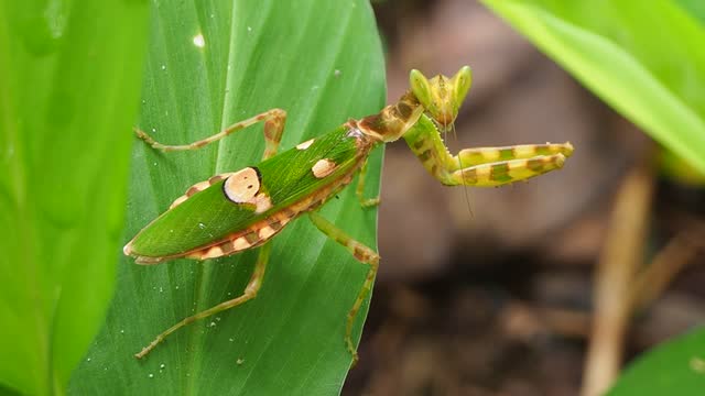Thailand Flower Mantis on leaf