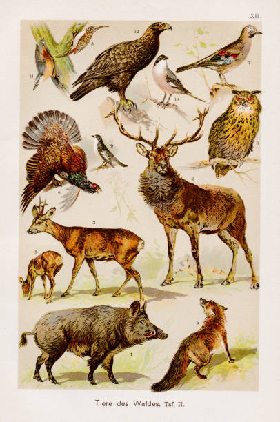 bildbanksillustrationer, clip art samt tecknat material och ikoner med skogsdjur krolitografi 1899 - rådjur illustrationer