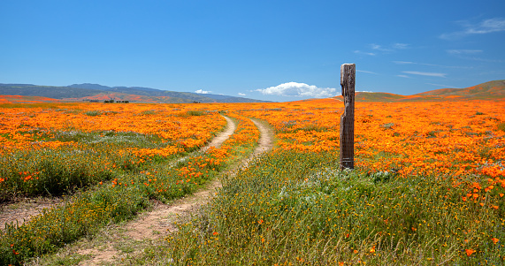 Wooden Post next to dirt road in field of California Golden Poppies during springtime superbloom in the high desert of southern California near Lancaster CA USA