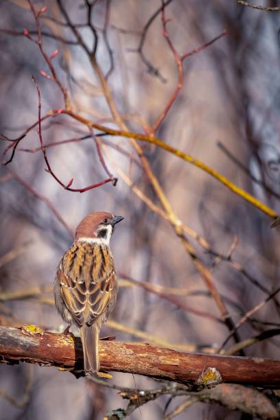 istock Portrait of a sparrow on a tree branch. 1317378658