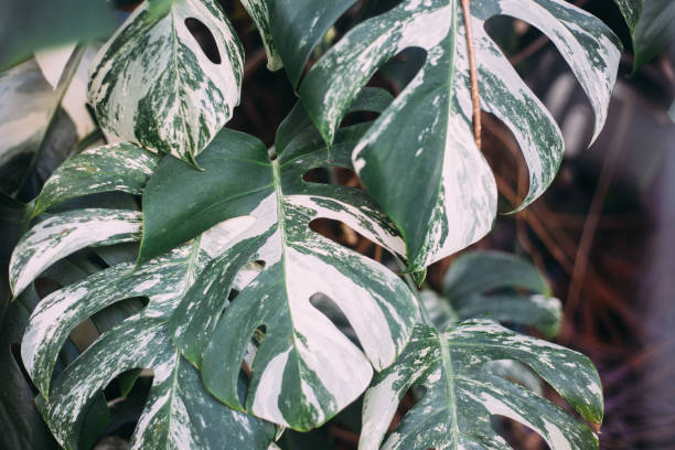 feuilles vertes monstera ou monstera deliciosa, fond ou vert feuilles de forêt tropicale. - couleur panachée photos et images de collection