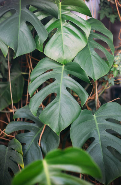 istock Monstera green leaves or Monstera Deliciosa, background or green leafy tropical forest patterns. 1317378718