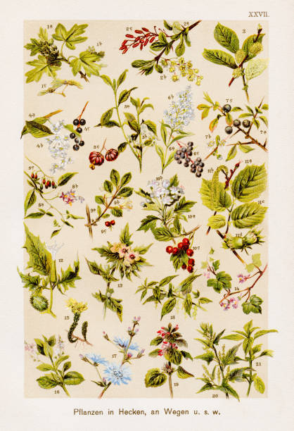 F. Martin's Natural History. Large edition. Revised by M. Kohler, 1899