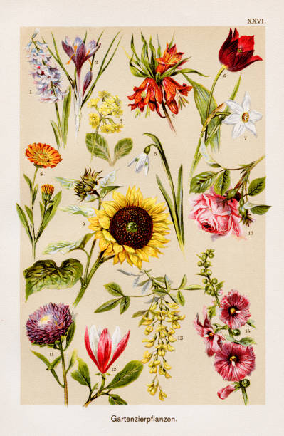 illustrations, cliparts, dessins animés et icônes de chromolithographie plantes ornementales de jardin 1899 - hollyhock flower