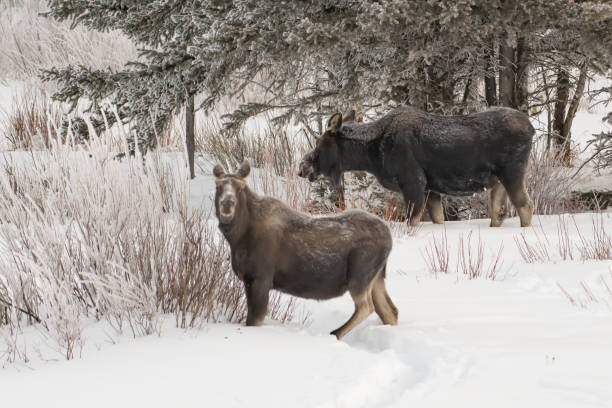istock Two Moose walking through deep snow and eating at round prairie, Lamar Valley, Yellowstone 1317379659