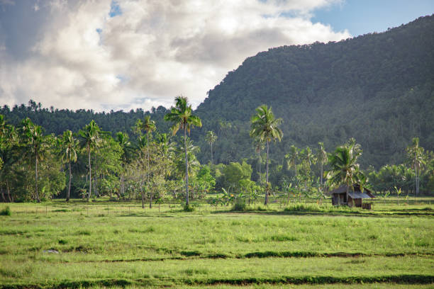 Tropical countryside plantation in the Philippine island of Siargao