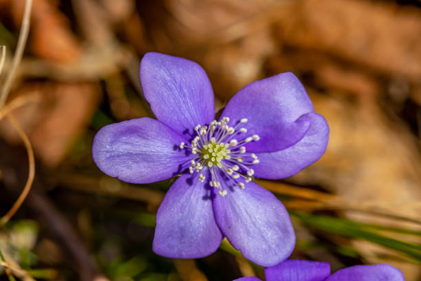 istock Hepatica flower in the forest 1317381323