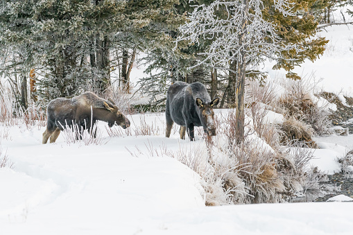 Moose walking and eating in deep snow  after crossing river in Lamar Valley in January. This is round prairie in eastern Lamar Valley in Yellowstone National Park. Nearest towns are Gardiner, Montana and Cooke City, Montana. Closest major city is Bozeman, Montana.