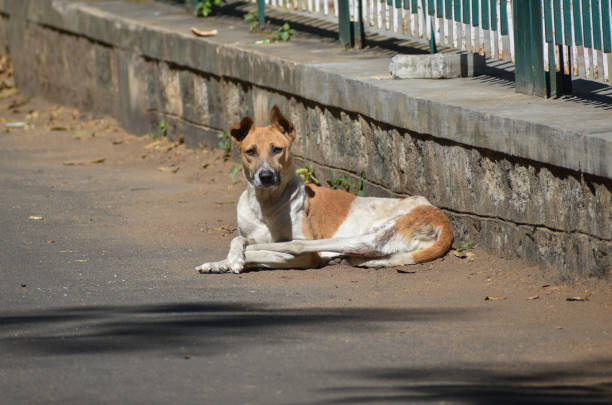 istock Street dog 1317383172