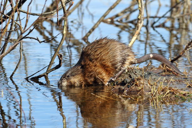 istock Ondatra zibethicus. Muskrat dives into the water 1317383520