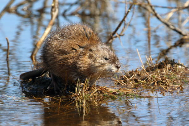 istock Ondatra zibethicus. Muskrat resting on a hummock 1317383550