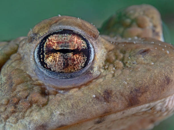 istock Male toad close up photography underwater 1317384213