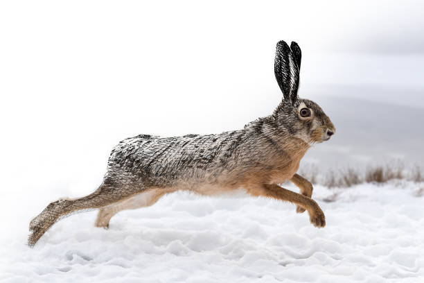 istock Hand drawing and photography hare combination. Sketch graphics animal mixed with photo 1317384266