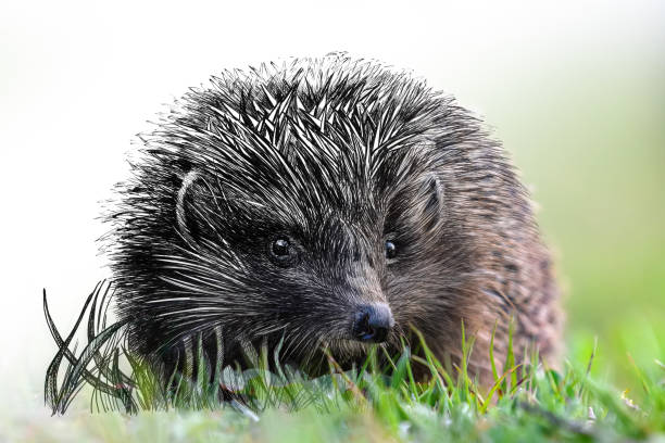 istock Hand drawing and photography hedgehog combination. Sketch graphics animal mixed with photo 1317384280