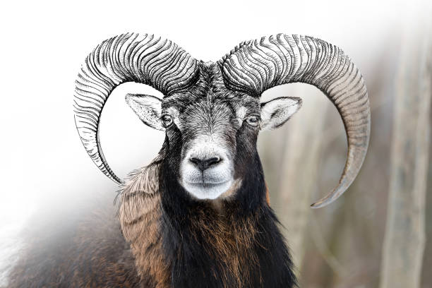 istock Hand drawing and photography mouflon combination. Sketch graphics animal mixed with photo 1317384285