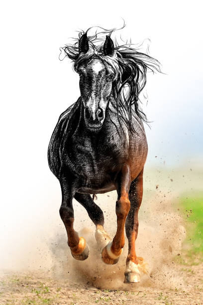 istock Hand drawing and photography horse combination. Sketch graphics animal mixed with photo 1317384297