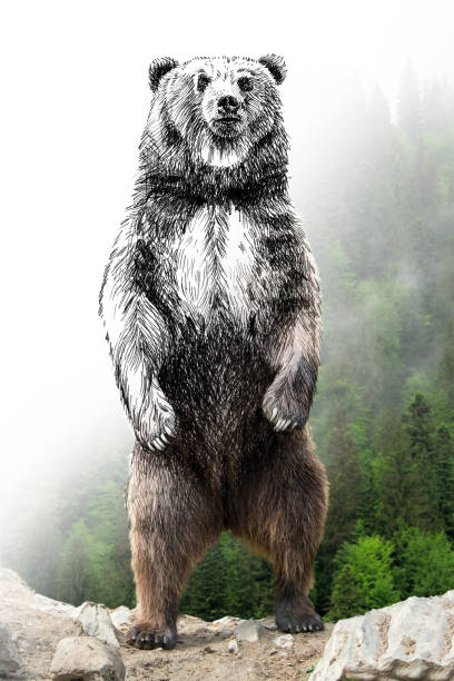 istock Hand drawing and photography bear combination. Sketch graphics animal mixed with photo 1317384304