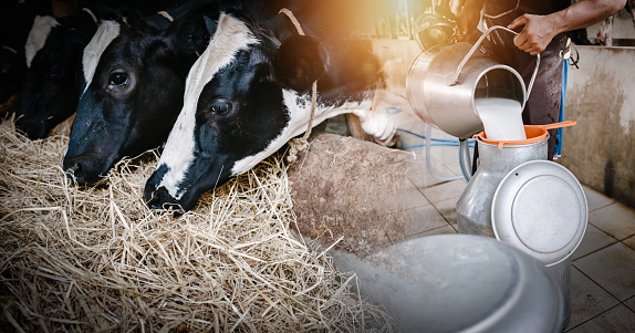 Dairy Cattle and Farming Industry Concept, Farmer Pouring Raw Milk into Container in Cattle Farm. Double Exposure Images of Farmer and Dairy Cow, Business Livestock and Agriculture Entrepreneur.