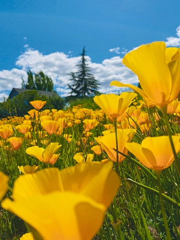 A field of California poppy flowers on a bright summer day.