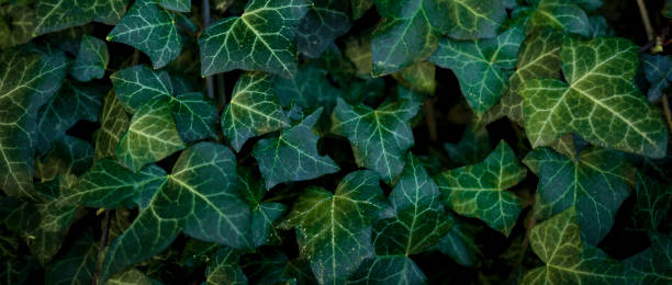 istock Green leaves tropical dark background 1317385573
