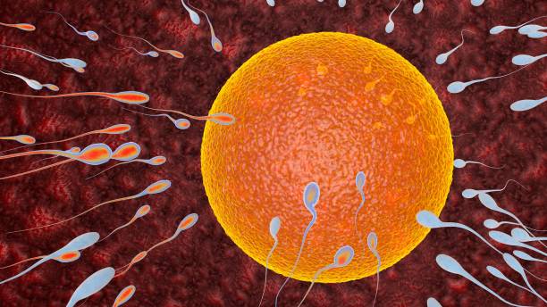 istock Sprem and Egg cell Human Physiology -Concept Fertilization and Implantation 1317385579