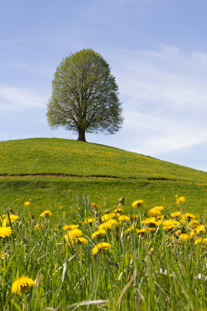 Drumlin hills with trees with spring dandelion pasture in foreground