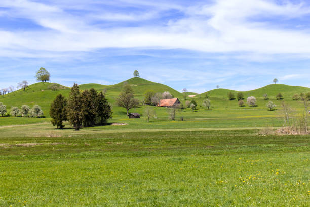 Drumlin hills with trees under blue sky in summer