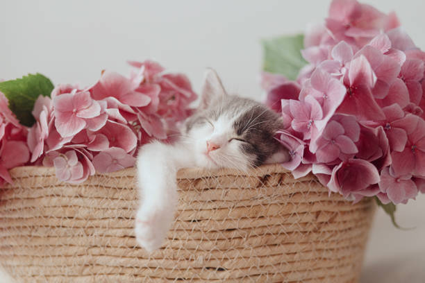 cute little kitten sleeping in basket with beautiful pink flowers. adorable kitty in flowers. adopt - animal domestic cat basket kitten imagens e fotografias de stock