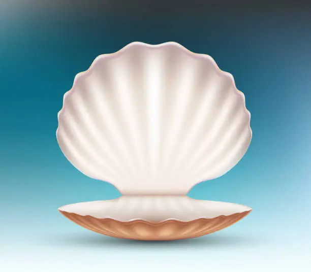 Vector illustration of Open empty seashell. Vector mockup