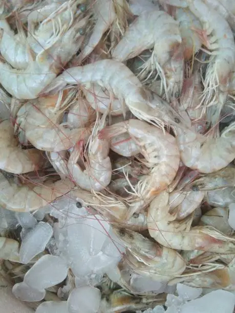 Photo of Testy white prawns || fresh prawn