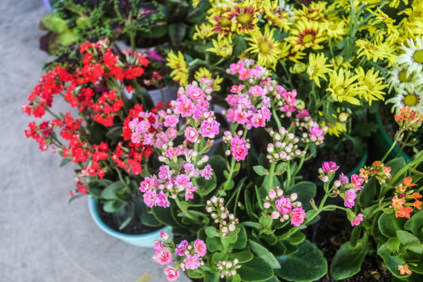 istock bunch of flower 1317391842