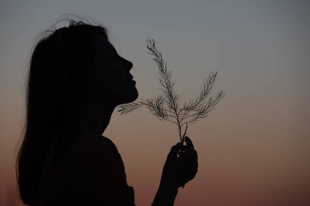 young pretty woman holding spikelet looking on sunset. copy space. silhouette