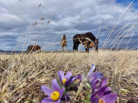 Herd of horses grazing on Spring Meadow with yellow grass and purple flowers snowdrops under cloudy blue sky
